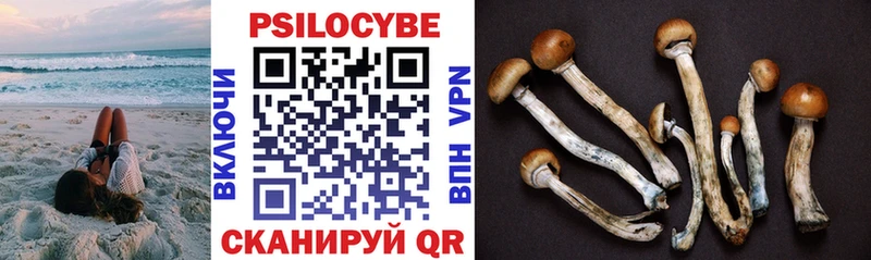 Галлюциногенные грибы Psilocybe  Суздаль 